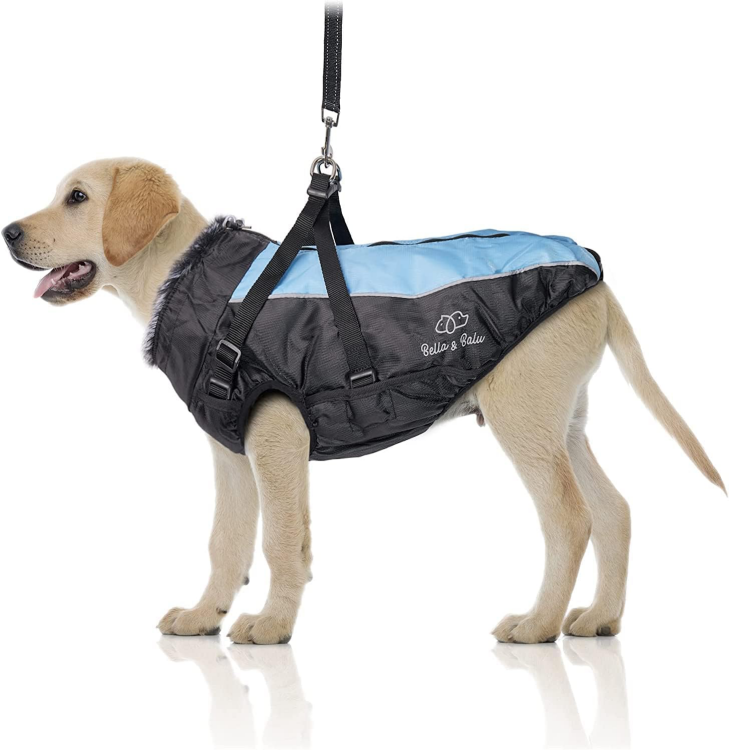 Amazing dog waterproof jacket form xl to 6 xl