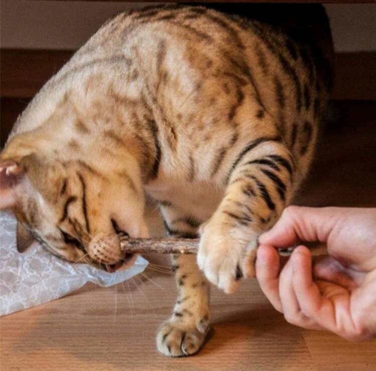 لعبة عصى الكاتنب  الممتعة 
