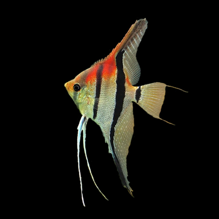 Mcaalnaarecapuru Angelfish 3CM