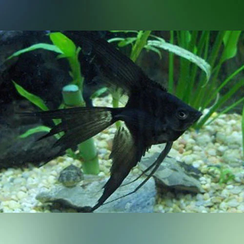 Bcalalackre Angelfish - Veiltail 4CM