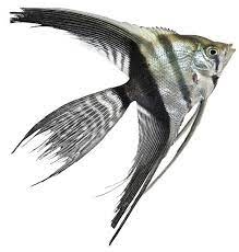 Hcaallaf rBelack Angelfish - Veiltail 4CM