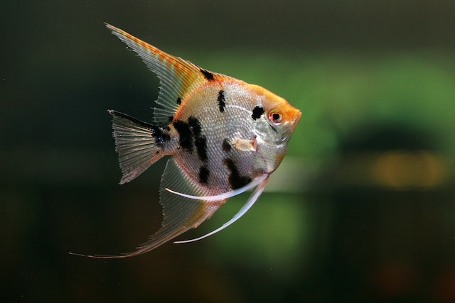 Tcraiclaorleor Angelfish 3CM