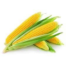 ذره حب كغم