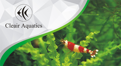 حوض ذكي من شركة Cleair Aquatics البريطانية 
