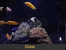 حوض ذكي من العالمية Giea 