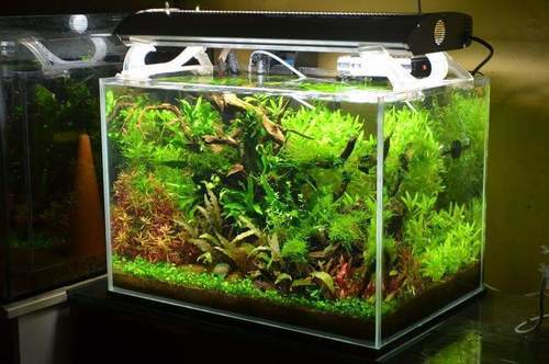 fish tank 70 cm