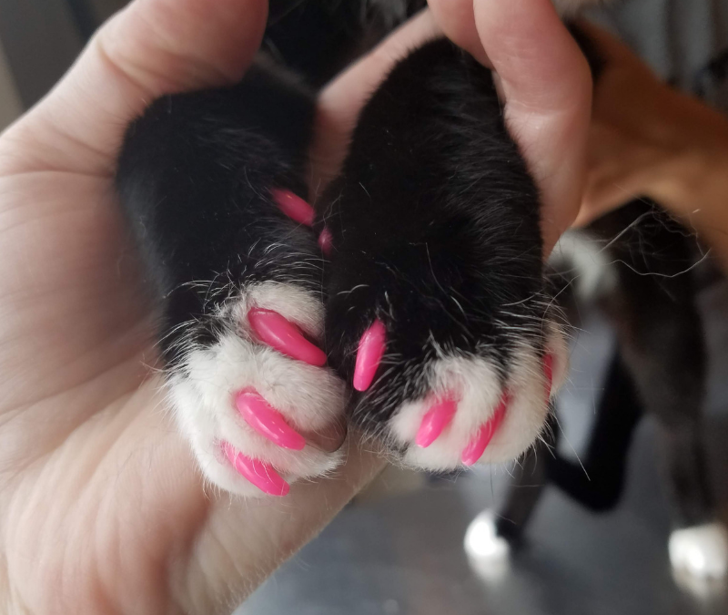 Cat nail caps