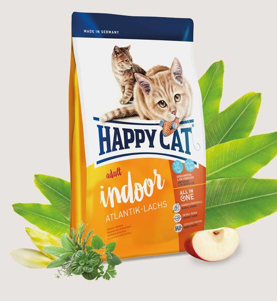 Happy cat indoor Atlantic lachs 4k