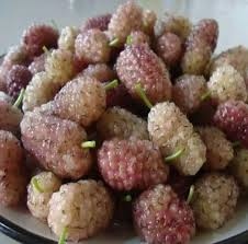 توت