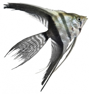 BLACK AND WHITE VEILTAIL ANGEL 5cm