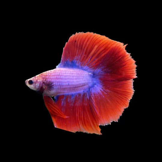 Fighting Fish Halfmoon Mix colour Double Tail (Assorted) - Male