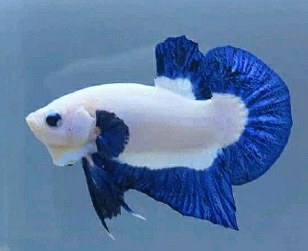 Fighting Fish Blue Rim  - Male