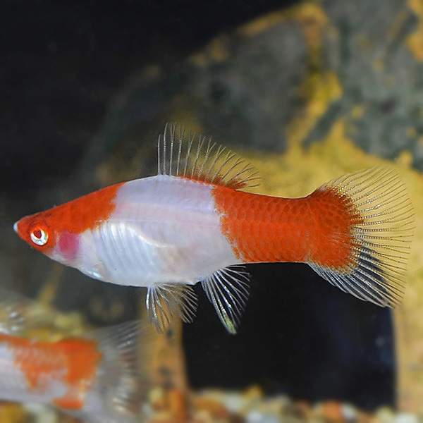 Santa Claus Platy 3cm