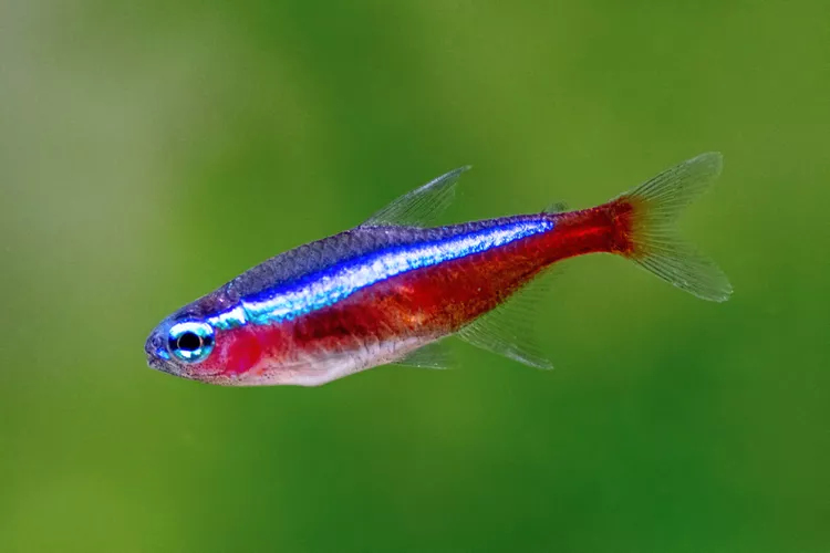 Cardinal Tetra 3cm