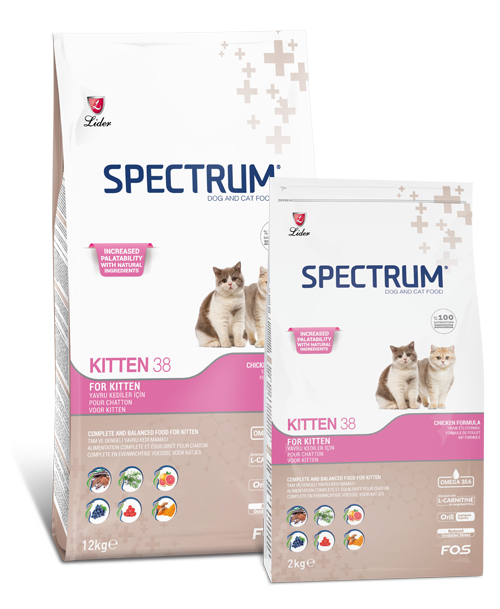 سبكتروم دجاج كيتن kitten38