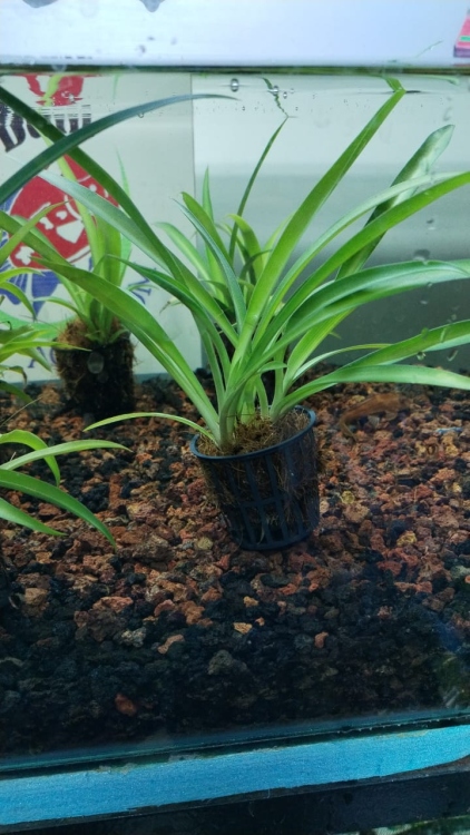 Cymbidium floribundum