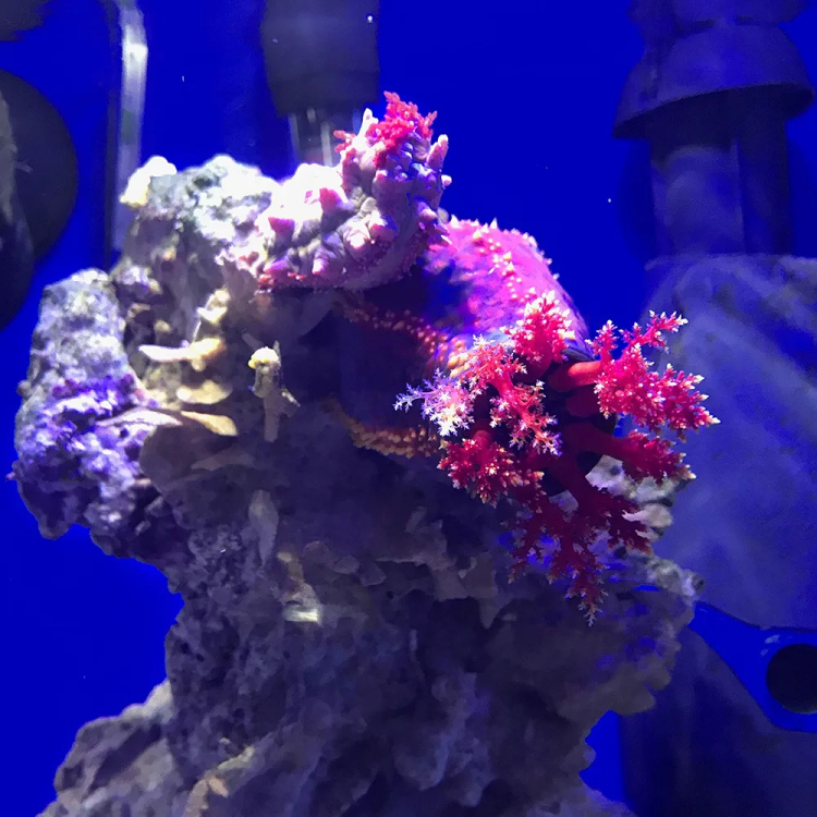لتنقية المياه من النترات والنتريت Seachem De Nitrate