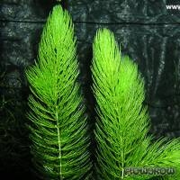 كابومبا بولشيريما