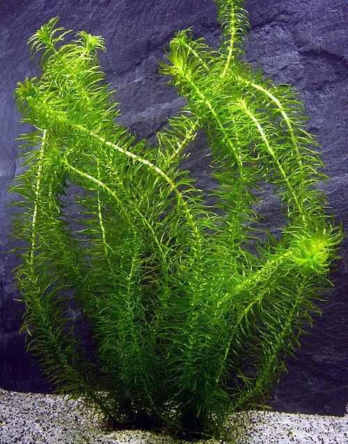   عشبة الجوبي (Egeria najas)