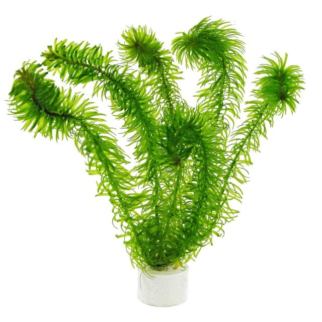   عشبة الجوبي (Egeria najas)
