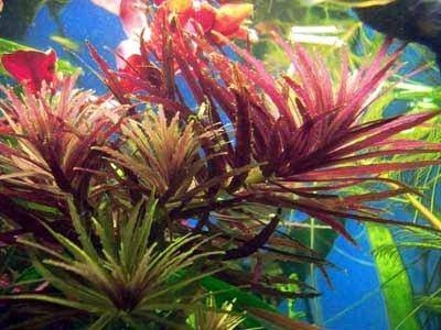 نبات الليمنوفيلا أروماتيكا المعروف باسم  نبات الأرز العطري