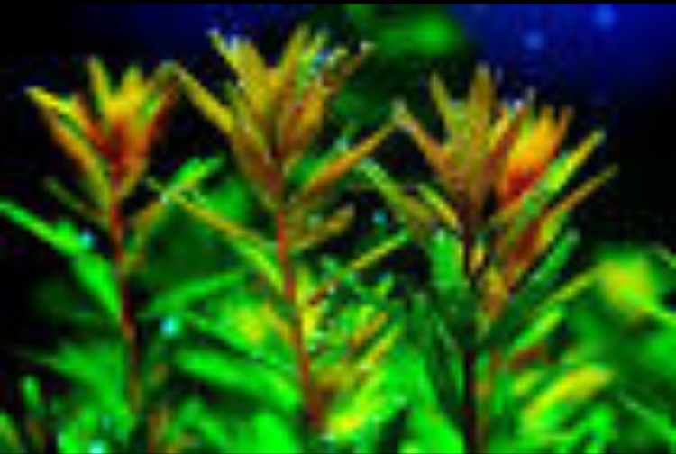Rotala rotundifolia – روتالا روتنديفوليا