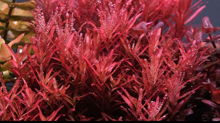 Rotala rotundifolia – روتالا روتنديفوليا