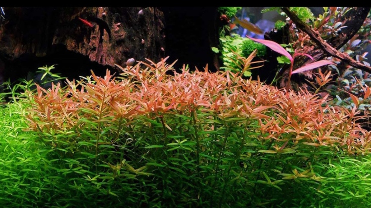 Rotala rotundifolia – روتالا روتنديفوليا