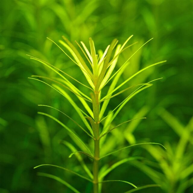  Rotala 'Nanjenshan' – روتالا نانجينشان الناعمة
