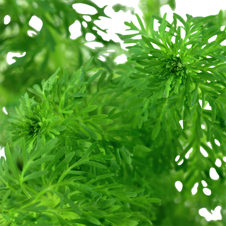  ليمنوفيلا سيسيليفلورا