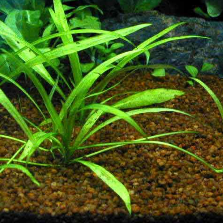 نبات سهم الماء القزم (Dwarf Sagittaria)