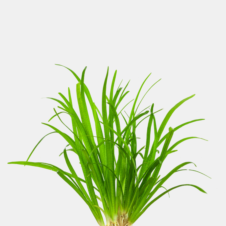 نبات سهم الماء القزم (Dwarf Sagittaria)