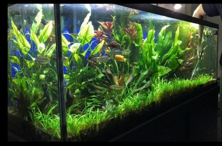 نبات سهم الماء القزم (Dwarf Sagittaria)