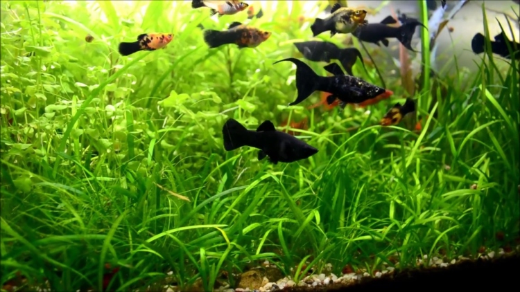 نبات سهم الماء القزم (Dwarf Sagittaria)