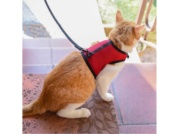 Harness for Jogging by Ferplast