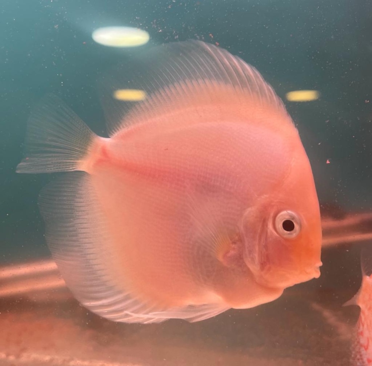 Discus - White Diamond 3.4" -4" 