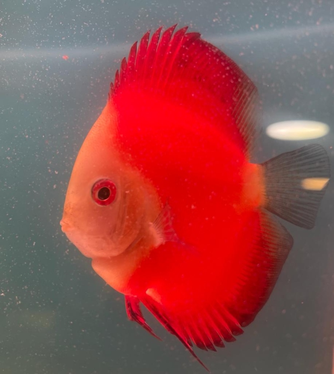 Discus - Red Melon 3.5" - 4" 