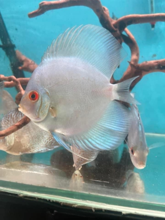 Discus - Blue Diamond 3.5" - 4" 