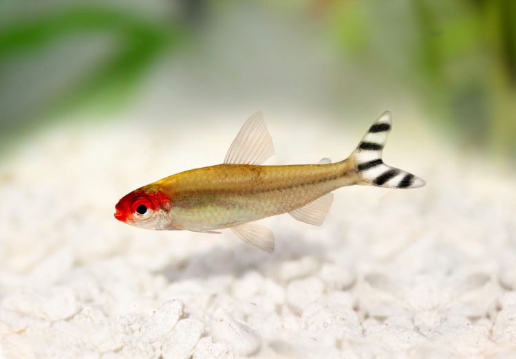 Rummy-nose Tetra 3cm jumbo 