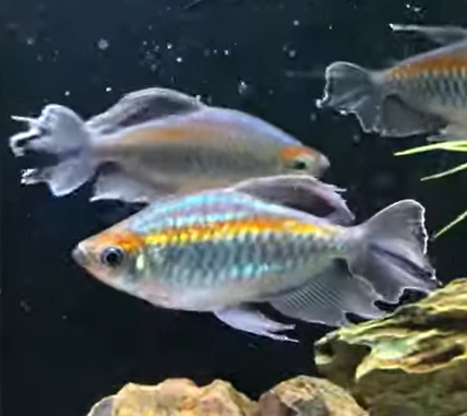 Congo Tetra 8CM