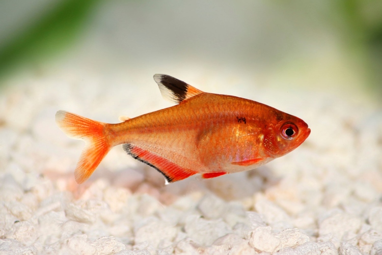 Serpae Tetra 3-4cm 