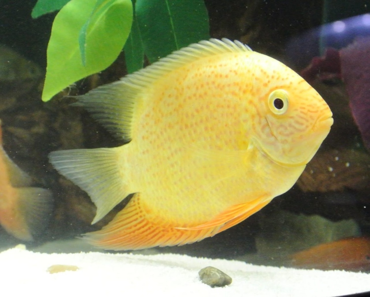 gold severum 5-7 cm