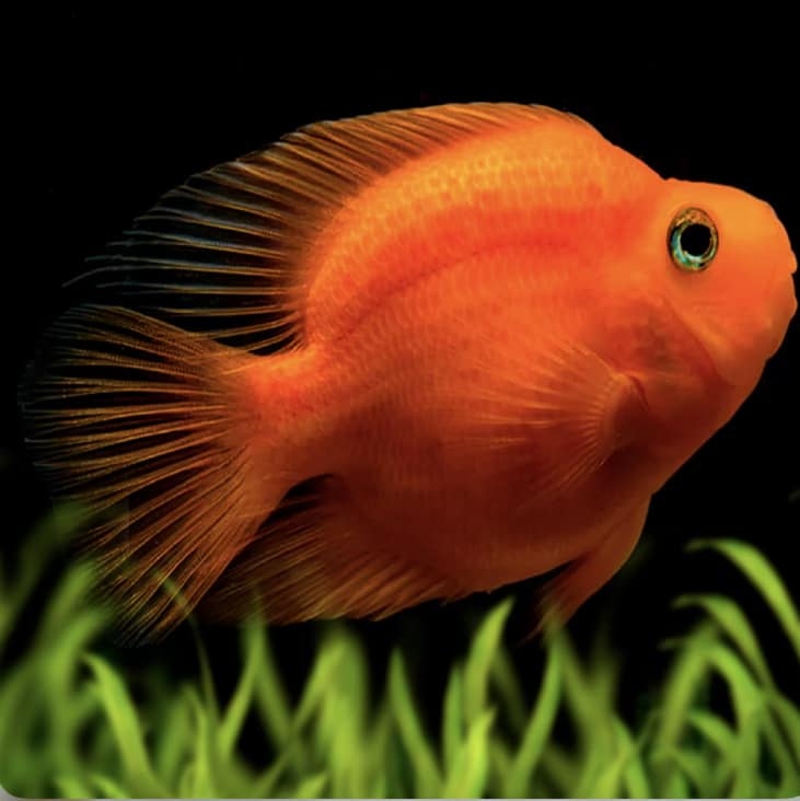 Red parrot fish 10CM