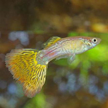 Yellow Snakes Skin Guppy (Male)