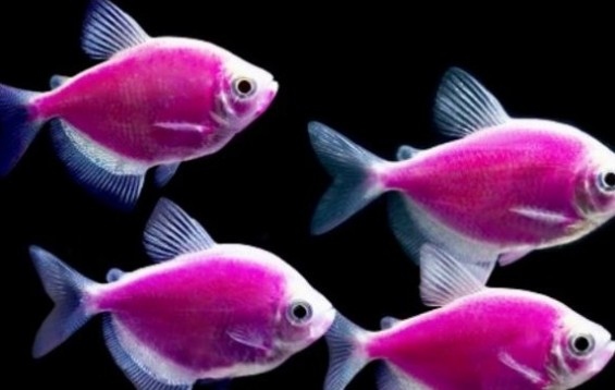 GloFish/Color Tetra - Galactic Purple 3cm