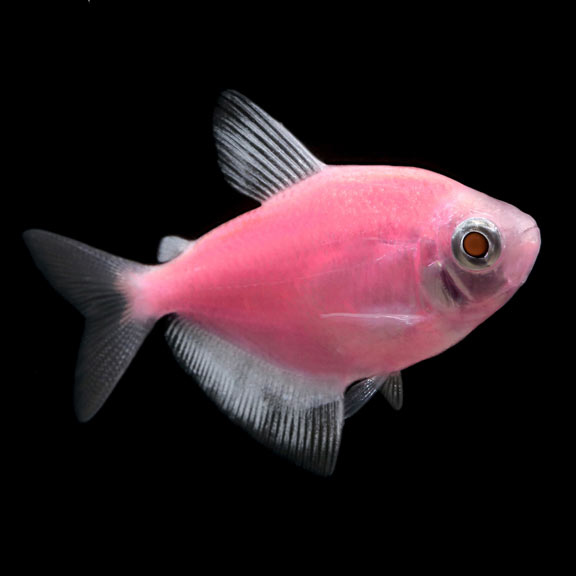 GloFish/Color Tetra - Moonrise Pink 3cm