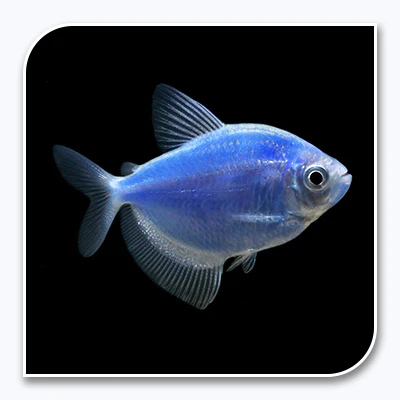 GloFish/Color Tetra - Cosmic Blue