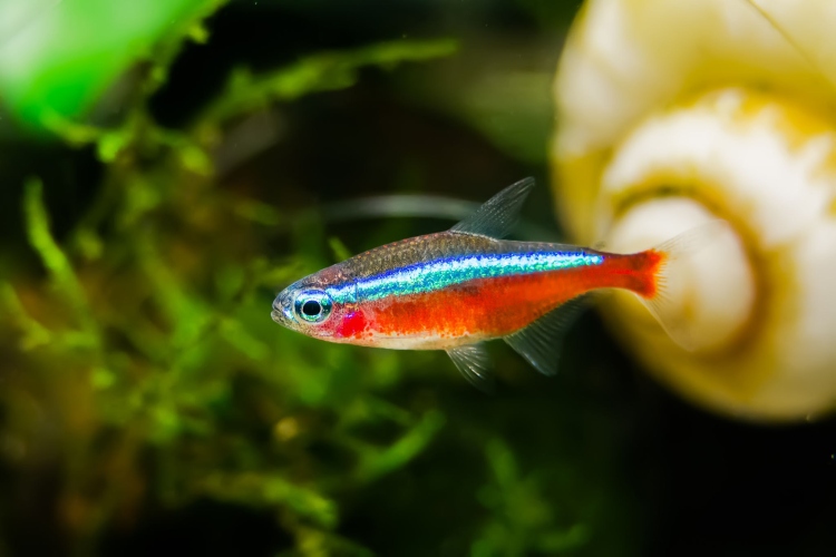 Cardinal Tetra 3cm