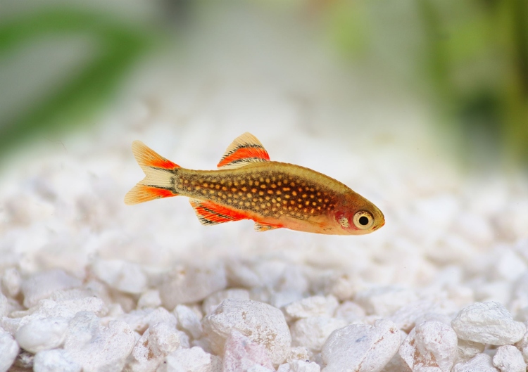 Galaxy Rasbora 3cm