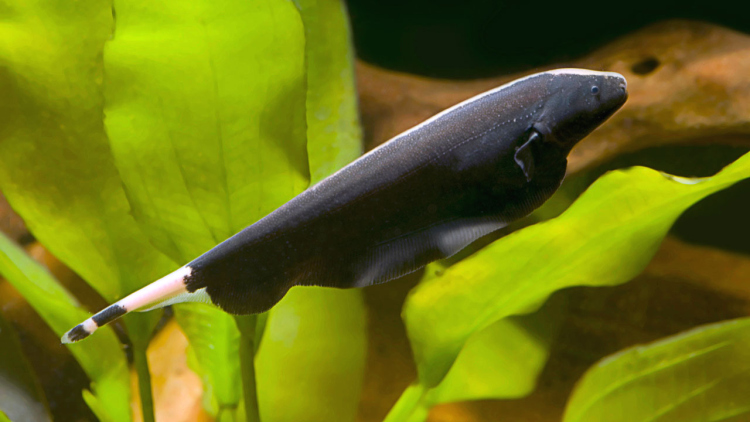 Black Ghost Knifefish3 cm